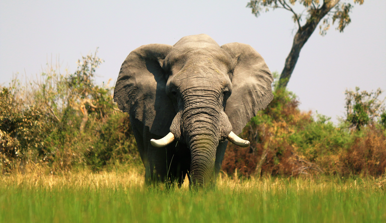 Elephant Okavango Delta